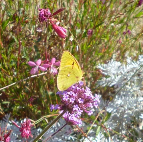 Colias croceus